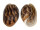 BULLIDAE BULLA AMPULLA shell