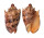 VOLUTIDAE CYMBIOLA IMPERIALIS shell