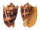 VOLUTIDAE CYMBIOLA IMPERIALIS shell