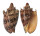 VOLUTIDAE CYMBIOLA IMPERIALIS shell