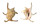 STROMBIDAE LAMBIS CHIRAGRA shell