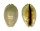 CYPRAEIDAE MAURITIA ARABICA shell