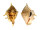 STROMBIDAE LAMBIS LAMBIS shell
