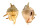 STROMBIDAE LAMBIS LAMBIS shell