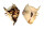 STROMBIDAE LAMBIS LAMBIS shell