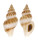 BUCCINIDAE POLLIA VICDANI shell