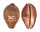 CYPRAEIDAE LEPOCYPRAEA MAPPA PANERYTHRA shell
