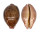 CYPRAEIDAE LEPOCYPRAEA MAPPA PANERYTHRA shell