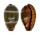 CYPRAEIDAE PALMADUSTA LUTEA shell