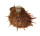 SPONDYLIDAE SPONDYLUS OCELLATUS shell