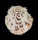 SPONDYLIDAE SPONDYLUS NICOBARICUS CILIATUS shell