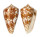 CONIDAE CONUS AMADIS shell
