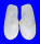 LATERNULIDAE LATERNULA TRUNCATA shell