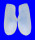 LATERNULIDAE LATERNULA TRUNCATA shell