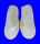 LATERNULIDAE LATERNULA TRUNCATA shell