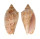 VOLUTIDAE CYMBIOLA PULCHRA MORETONENSIS shell