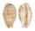 CYPRAEIDAE PURPURADUSTA HAMMONDAE DAMPIERENSIS shell