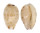 CYPRAEIDAE PURPURADUSTA HAMMONDAE DAMPIERENSIS shell