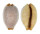 CYPRAEIDAE STAPHYLEA STAPHYLAEA CONSOBRINA shell