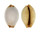 CYPRAEIDAE STAPHYLEA STAPHYLAEA CONSOBRINA shell