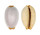 CYPRAEIDAE STAPHYLEA STAPHYLAEA CONSOBRINA shell