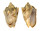 VOLUTIDAE CYMBIOLA VESPERTILIO shell