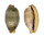 CYPRAEIDAE BISTOLIDA STOLIDA STOLIDA shell