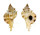 MURICIDAE SIRATUS EVELYNAE shell