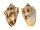 VOLUTIDAE CYMBIOLA VESPERTILIO shell
