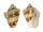 VOLUTIDAE CYMBIOLA VESPERTILIO shell