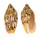 VOLUTIDAE CYMBIOLA VESPERTILIO shell
