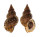 BURSIDAE BURSA GRANULARIS shell