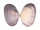 PSAMMOBIIDAE ASAPHIS VIOLASCENS shell