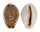 CYPRAEIDAE EROSARIA LABROLINEATA MELANICA shell