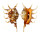 STROMBIDAE LAMBIS CROCATA shell