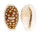 CYPRAEIDAE CYPRAEA CRIBRARIA shell