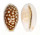 CYPRAEIDAE CYPRAEA CRIBRARIA shell