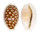 CYPRAEIDAE CYPRAEA CRIBRARIA shell