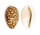 CYPRAEIDAE CYPRAEA CRIBRARIA shell