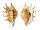 STROMBIDAE LAMBIS LAMBIS shell