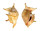 STROMBIDAE LAMBIS LAMBIS shell