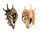 STROMBIDAE LAMBIS LAMBIS shell
