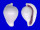 OVULIDAE OVULA COSTELLATA shell