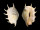 STROMBIDAE LAMBIS TRUNCATA shell