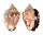 STROMBIDAE STROMBUS PIPUS shell