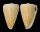 CONIDAE CONUS QUERCINUS shell