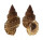 BURSIDAE BURSA GRANULARIS shell