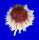 SPONDYLIDAE SPONDYLUS VARIANS shell
