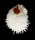 SPONDYLIDAE SPONDYLUS VARIANS shell