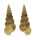 EPITONIIDAE AMAEA AFRICANA shell